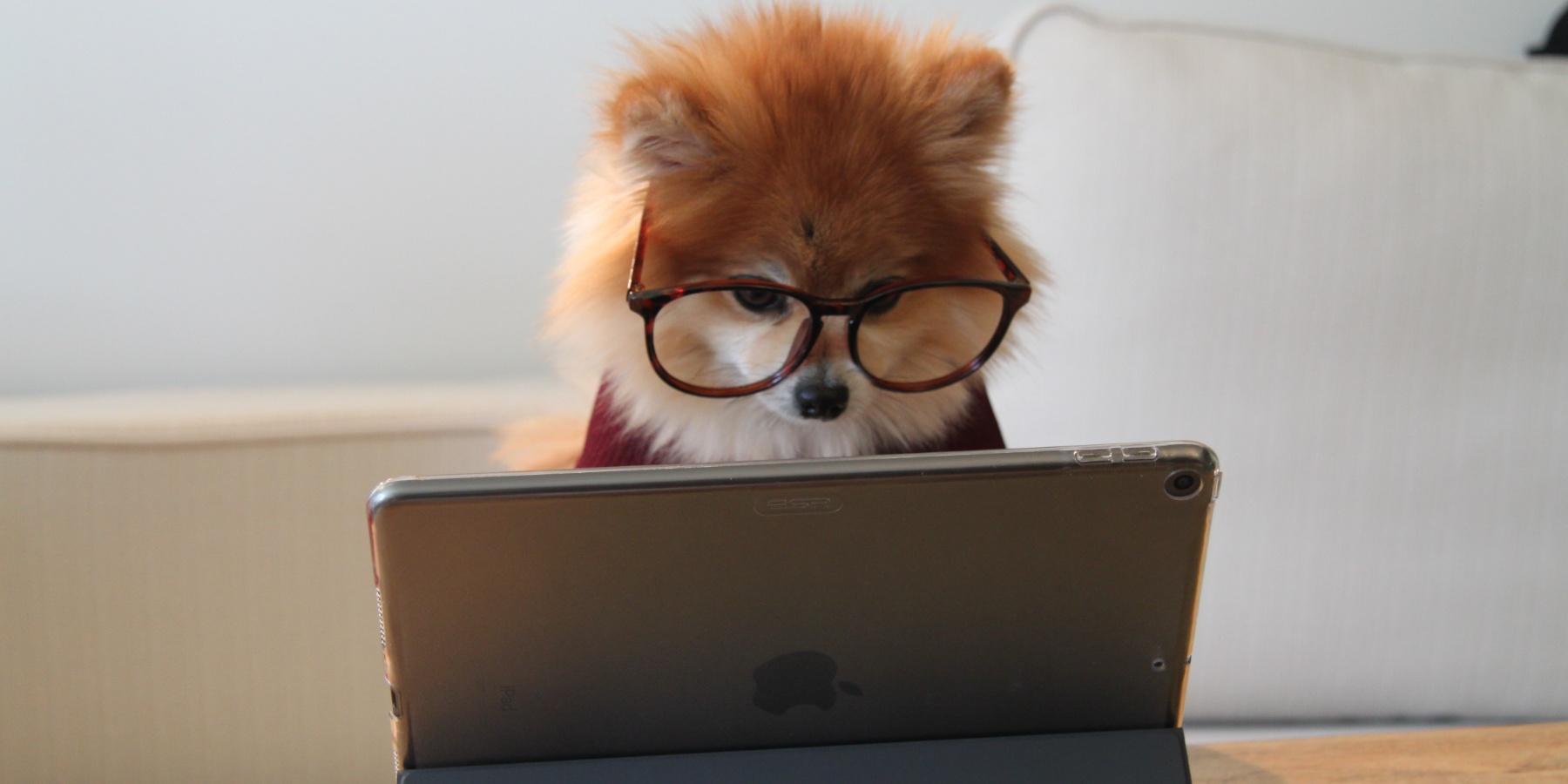 Dog on a tablet