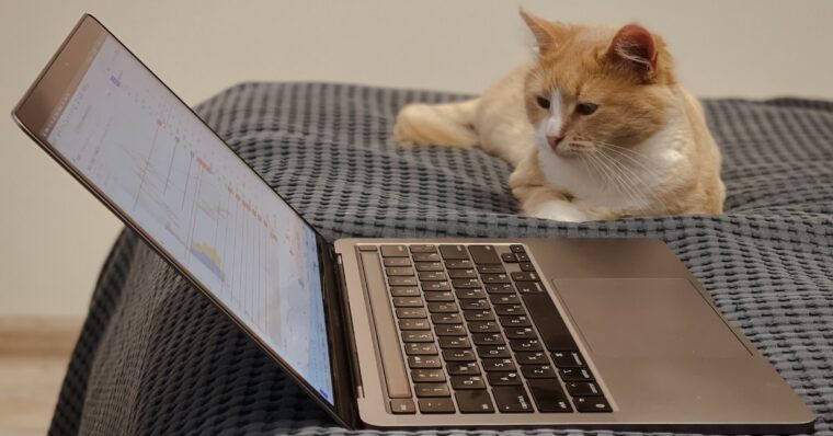 cat and laptop image