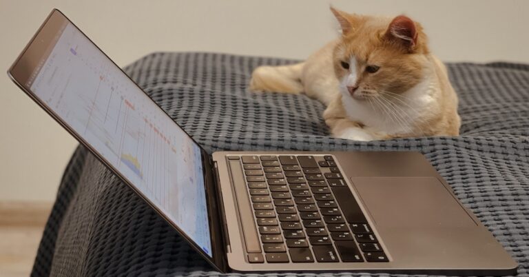 cat and laptop image